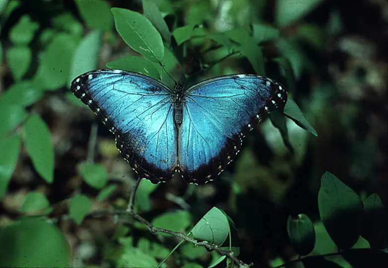 Blue Morpho