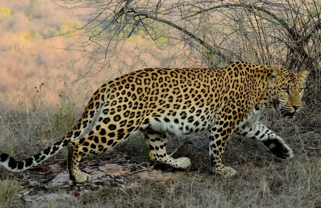 Leopard