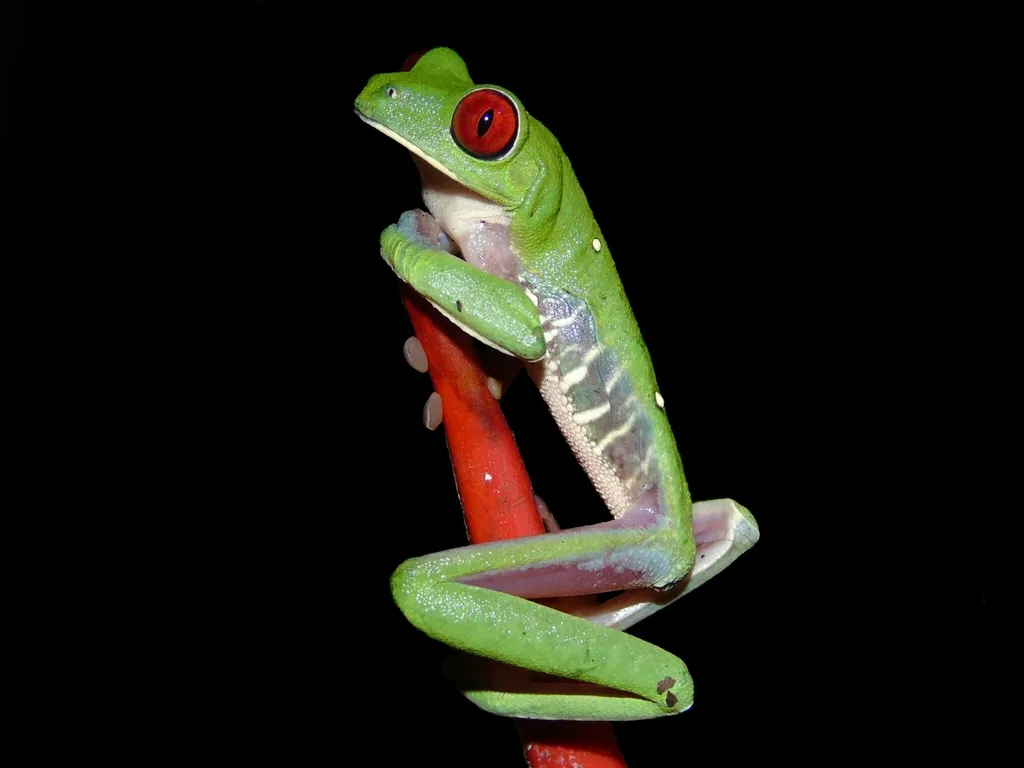Red-eyed Tree Frog