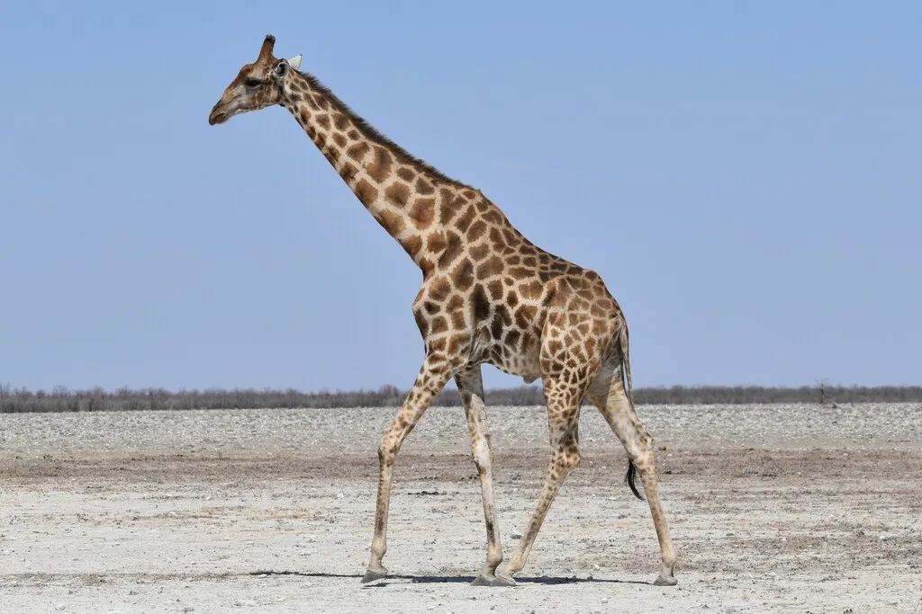 Southern Giraffe