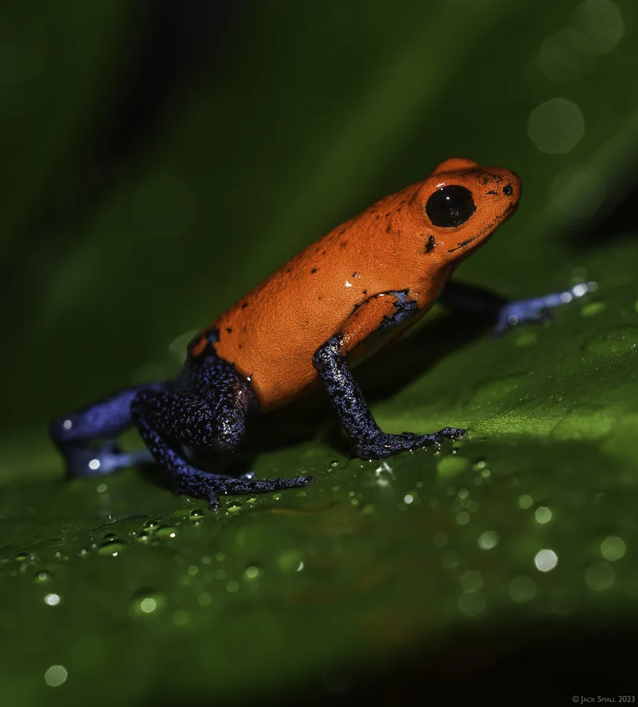 Strawberry Poison-dart Frog
